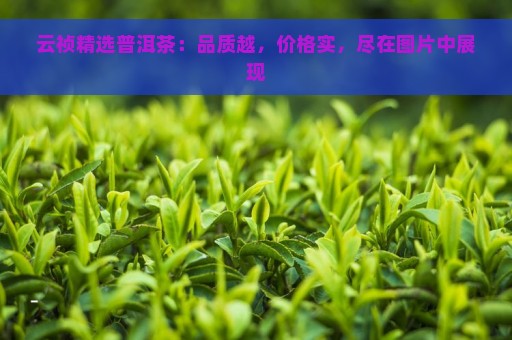 云祯精选普洱茶：品质越，价格实，尽在图片中展现