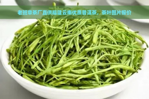 老班章茶厂直供福建云南优质普洱茶，茶叶图片报价