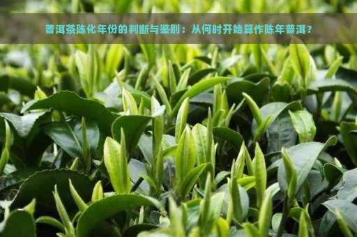 普洱茶陈化年份的判断与鉴别：从何时开始算作陈年普洱？