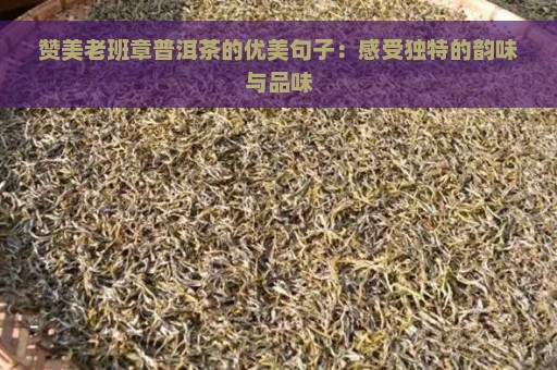 赞美老班章普洱茶的优美句子：感受独特的韵味与品味