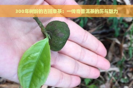 300年树龄的古班章茶：一传奇普洱茶的历与魅力