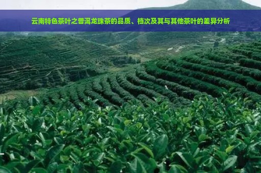 云南特色茶叶之普洱龙珠茶的品质、档次及其与其他茶叶的差异分析