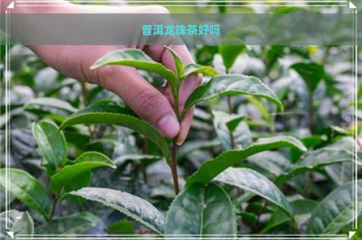 普洱龙珠茶好吗