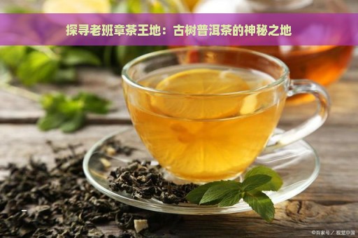 探寻老班章茶王地：古树普洱茶的神秘之地