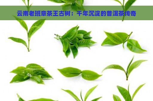 云南老班章茶王古树：千年沉淀的普洱茶传奇