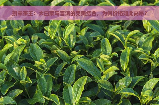 班章茶王：大白菜与普洱的完美结合，为何价格如此高昂？