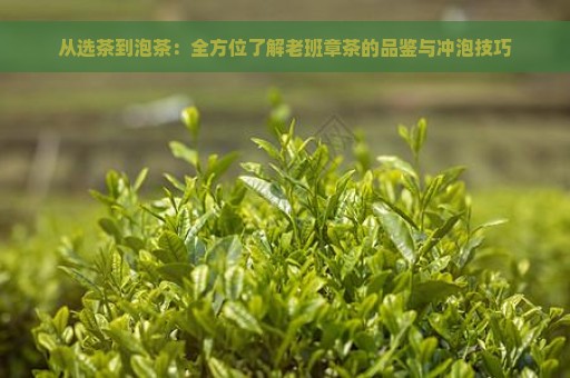 从选茶到泡茶：全方位了解老班章茶的品鉴与冲泡技巧