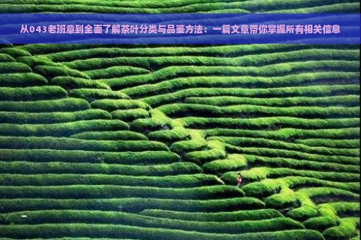 从043老班章到全面了解茶叶分类与品鉴方法：一篇文章带你掌握所有相关信息