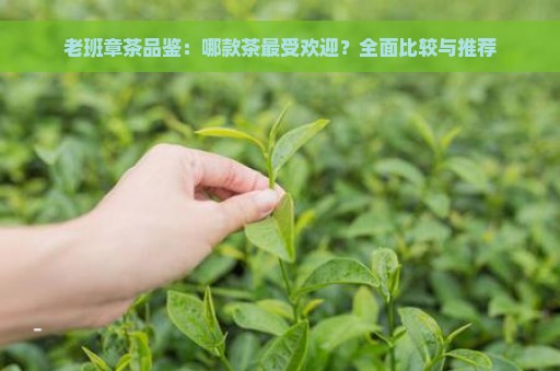 老班章茶品鉴：哪款茶最受欢迎？全面比较与推荐