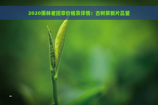 2020雨林老班章价格及详情：古树茶新片品鉴