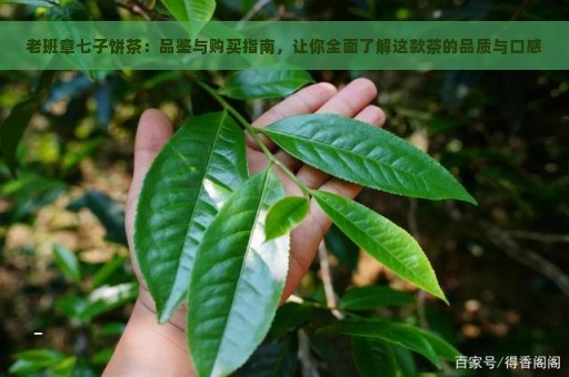 老班章七子饼茶：品鉴与购买指南，让你全面了解这款茶的品质与口感