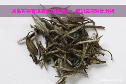 冰岛古树普洱茶的独特魅力：老班章的对比分析