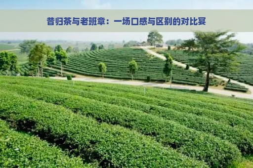 昔归茶与老班章：一场口感与区别的对比宴