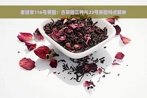 老班章116号茶园：古茶园品种与22号茶园特点解析