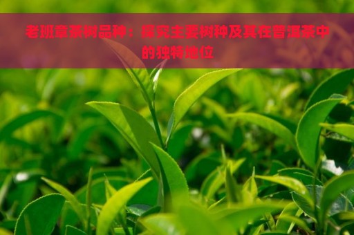 老班章茶树品种：探究主要树种及其在普洱茶中的独特地位