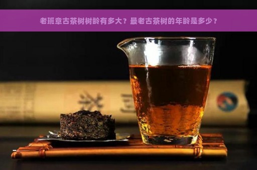 老班章古茶树树龄有多大？最老古茶树的年龄是多少？