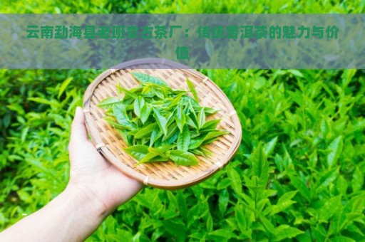 云南勐海县老班章古茶厂：传统普洱茶的魅力与价值