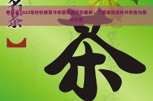 老班章2022年叶价格及今年茶青成交价解析：了解老班章叶片形态与茶叶价值