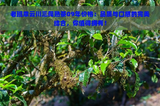 老班章云川三爬熟茶09年价格：品质与口感的完美结合，你值得拥有！