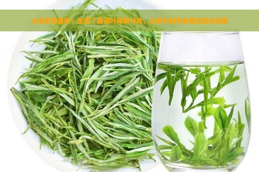 大益茶普洱茶：全面了解茶叶等级分类，从新手到专家都能轻松掌握