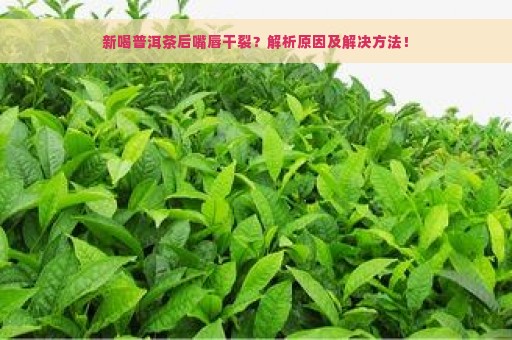 新喝普洱茶后嘴唇干裂？解析原因及解决方法！