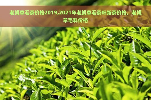 老班章毛茶价格2019,2021年老班章毛茶叶新茶价格，老班章毛料价格