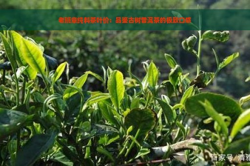 老班章纯料茶叶价：品鉴古树普洱茶的极致口感