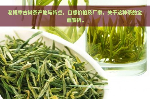 老班章古树茶产地与特点，口感价格及厂家，关于这种茶的全面解析。