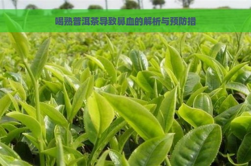 喝熟普洱茶导致鼻血的解析与预防措