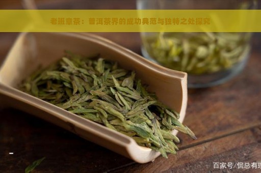 老班章茶：普洱茶界的成功典范与独特之处探究