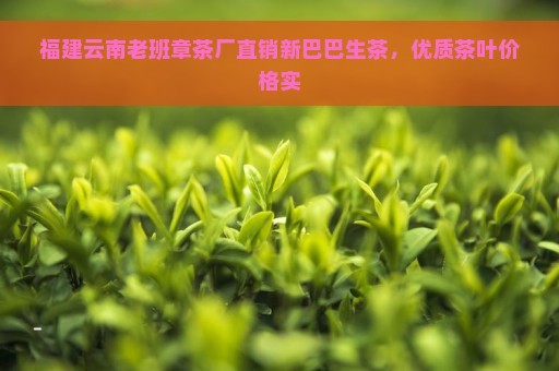 福建云南老班章茶厂直销新巴巴生茶，优质茶叶价格实