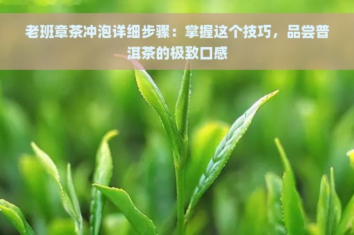 老班章茶冲泡详细步骤：掌握这个技巧，品尝普洱茶的极致口感