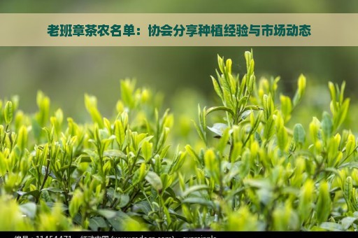 老班章茶农名单：协会分享种植经验与市场动态