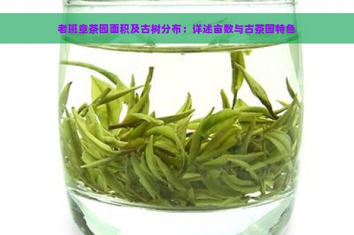 老班章茶园面积及古树分布：详述亩数与古茶园特色