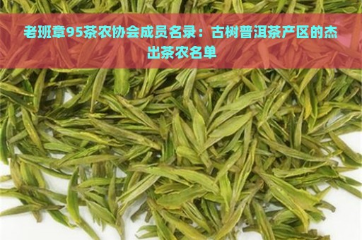 老班章95茶农协会成员名录：古树普洱茶产区的杰出茶农名单