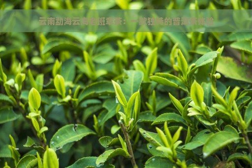 云南勐海云海老班章茶：一款独特的普洱茶体验