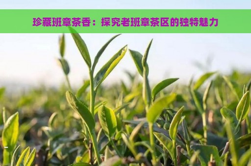 珍藏班章茶香：探究老班章茶区的独特魅力