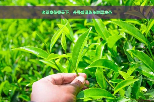 老班章茶香天下，升号普洱陈年醇厚生茶