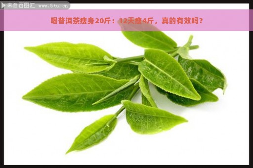 喝普洱茶瘦身20斤：12天瘦4斤，真的有效吗？