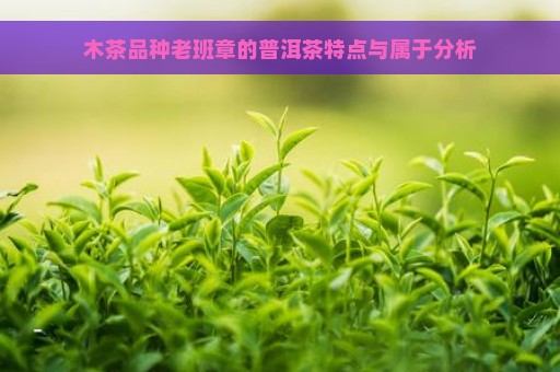 木茶品种老班章的普洱茶特点与属于分析