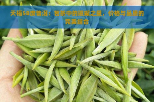 天福58度普洱：茗茶中的璀璨之星，价格与品质的完美结合