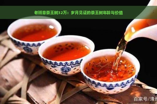 老班章茶王树32万：岁月见证的茶王树年龄与价值