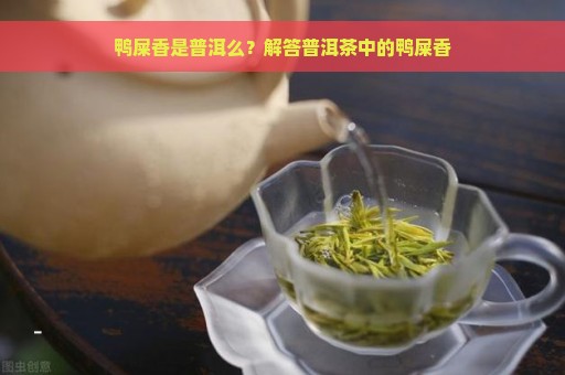 鸭屎香是普洱么？解答普洱茶中的鸭屎香