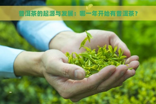 普洱茶的起源与发展：哪一年开始有普洱茶？