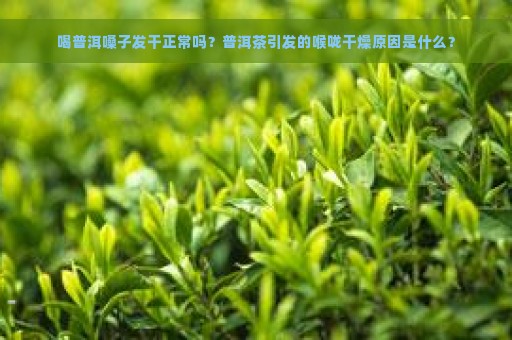 喝普洱嗓子发干正常吗？普洱茶引发的喉咙干燥原因是什么？