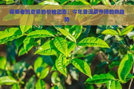 探索老班章茶的价格动态：今年普洱茶市场的新趋势