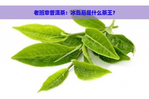 老班章普洱茶：冰岛后是什么茶王？