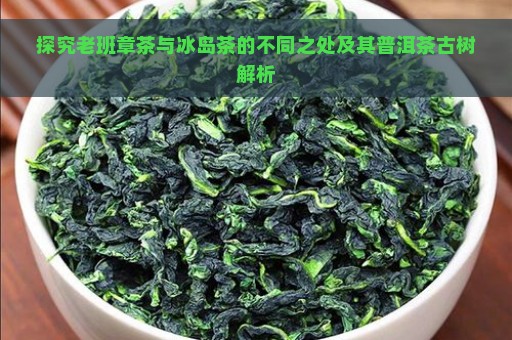 探究老班章茶与冰岛茶的不同之处及其普洱茶古树解析