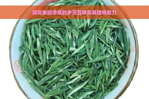 探究老班章茶的多元品种及其独特魅力