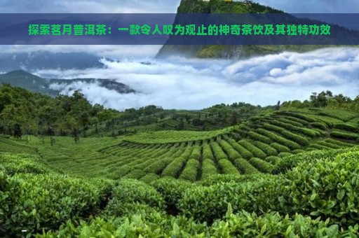 探索茗月普洱茶：一款令人叹为观止的神奇茶饮及其独特功效